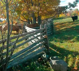 Cedar Rail Fences