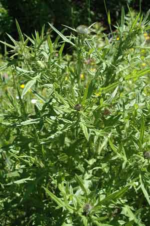 thistles