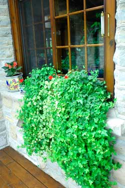 hanging ivy window basket outdoor gardening planter