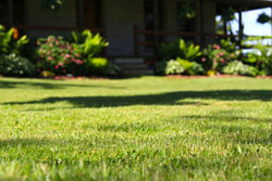 lush green lawn from fertilizer steve maxwell