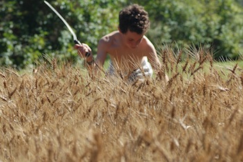 Jake Cutting Wheat