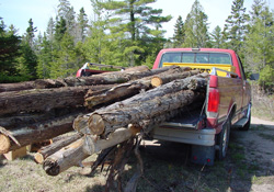 car maintenance ford f-150 truck carrying logs