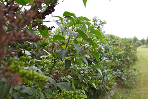 Lilac hedge Outside Steve Maxwell's House