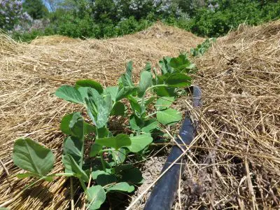 mulched_peas_close