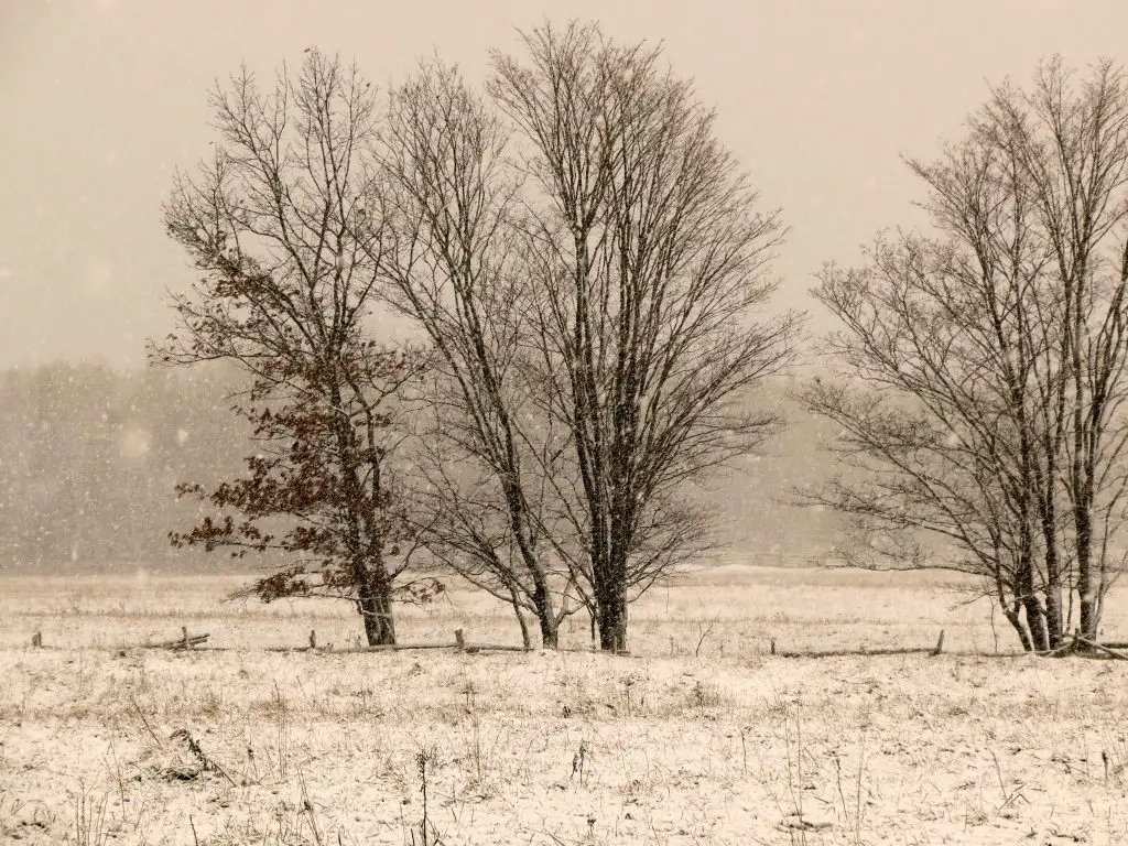 field_view_winter