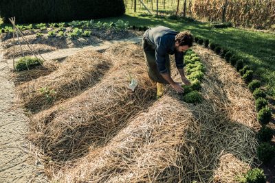 mulched_garden_vegetable