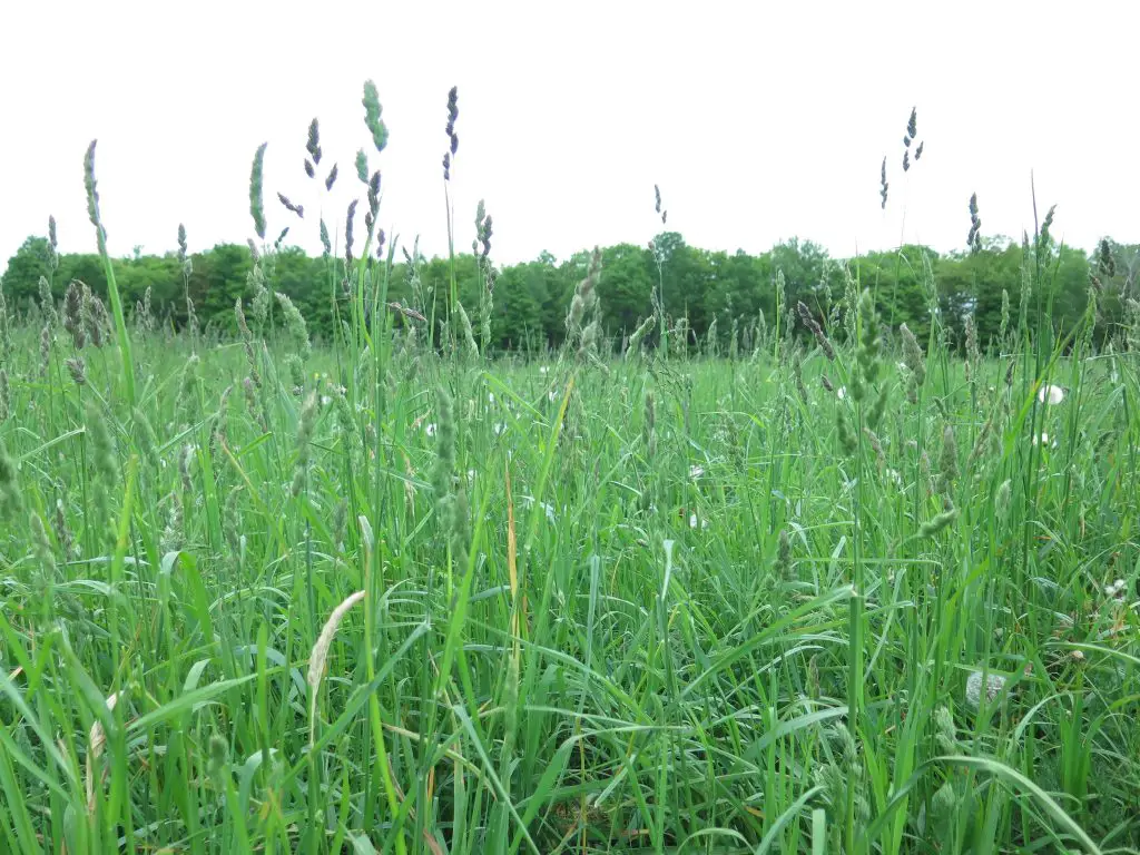 pasture_grass