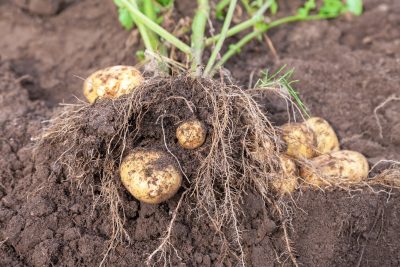 root_cellar_potatoes