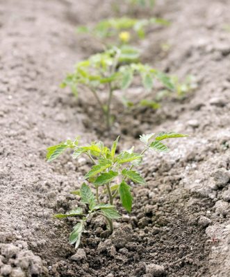 hoop house plans tomato close