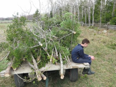 Brushing Out Fenceline