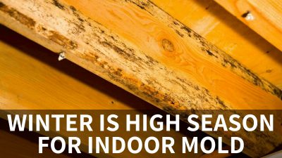 Winter indoor mold