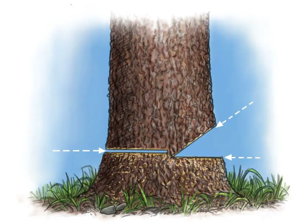 firewood tree cutting diagram